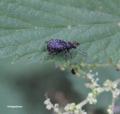 Otiorhynchus tristis