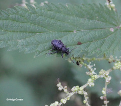 Otiorhynchus tristis