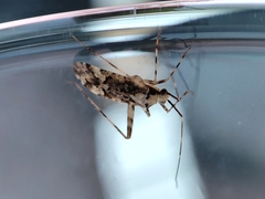 Phytocoris tiliae