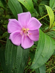 Melastoma sanguineum