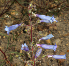 Penstemon laetus sagittatus