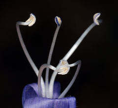 Penstemon laetus sagittatus