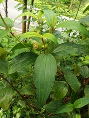 Melastoma sanguineum