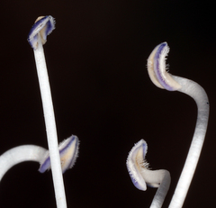 Penstemon laetus sagittatus