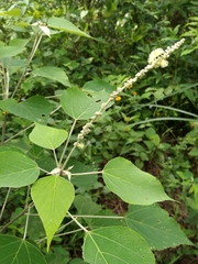 Mallotus apelta