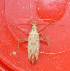 Miridius quadrivirgatus