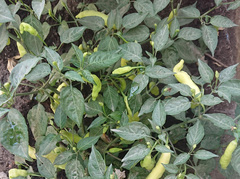 Capsicum baccatum