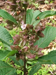 Clerodendrum fortunatum