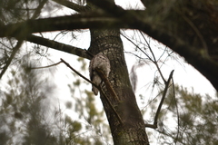 Nyctibius jamaicensis