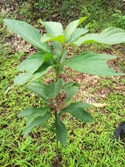 Clerodendrum fortunatum