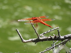Libellula saturata
