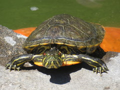Trachemys scripta