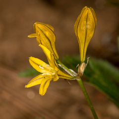 Triteleia crocea