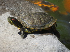 Trachemys scripta