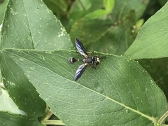 Physocephala marginata