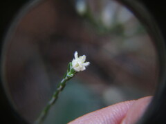 Lachnaea elsieae
