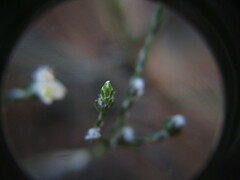 Lachnaea elsieae