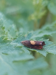 Dichrorampha flavidorsana