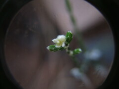 Lachnaea elsieae