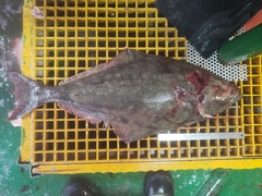 Hippoglossus hippoglossus