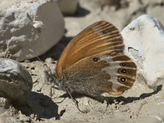 Coenonympha arcania
