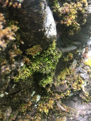 Amphidium lapponicum