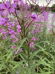 Chamaenerion angustifolium