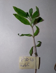 Lysimachia terrestris