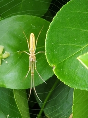 Tetragnatha