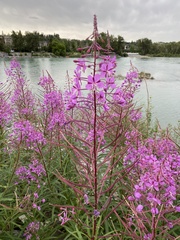 Chamaenerion angustifolium