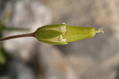 Cerastium latifolium