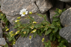Cerastium latifolium