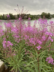 Chamaenerion angustifolium