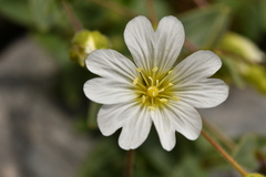 Cerastium latifolium