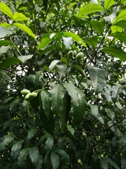 Kopsia arborea