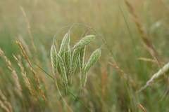 Bromus squarrosus villosus