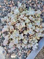 Hylotelephium cyaneum