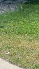 Urocitellus columbianus