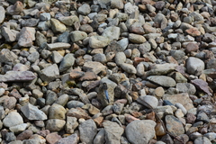 Orthetrum cancellatum