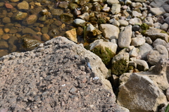 Orthetrum cancellatum