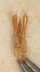 Dineutus assimilis