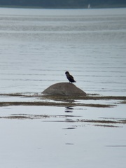 Somateria mollissima