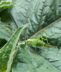 Leptophyes punctatissima
