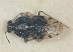 Saldula pallipes