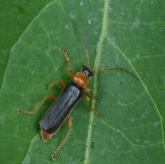 Cantharis nigra