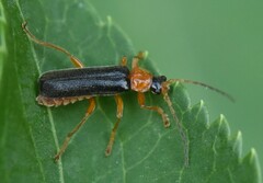 Cantharis nigra