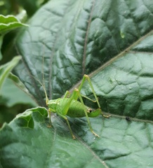 Leptophyes punctatissima