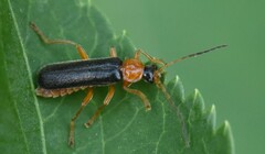 Cantharis nigra