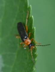Cantharis nigra