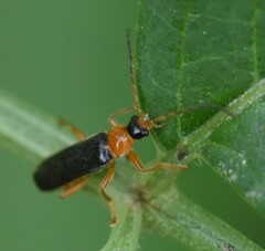Cantharis nigra